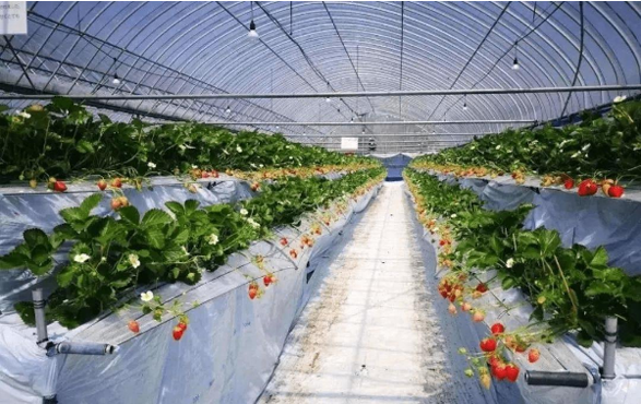 日本+大棚草莓种植+签证3年