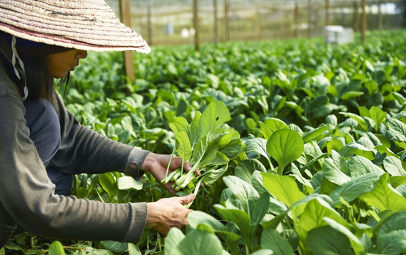 日本+长崎农业种植+签证3年